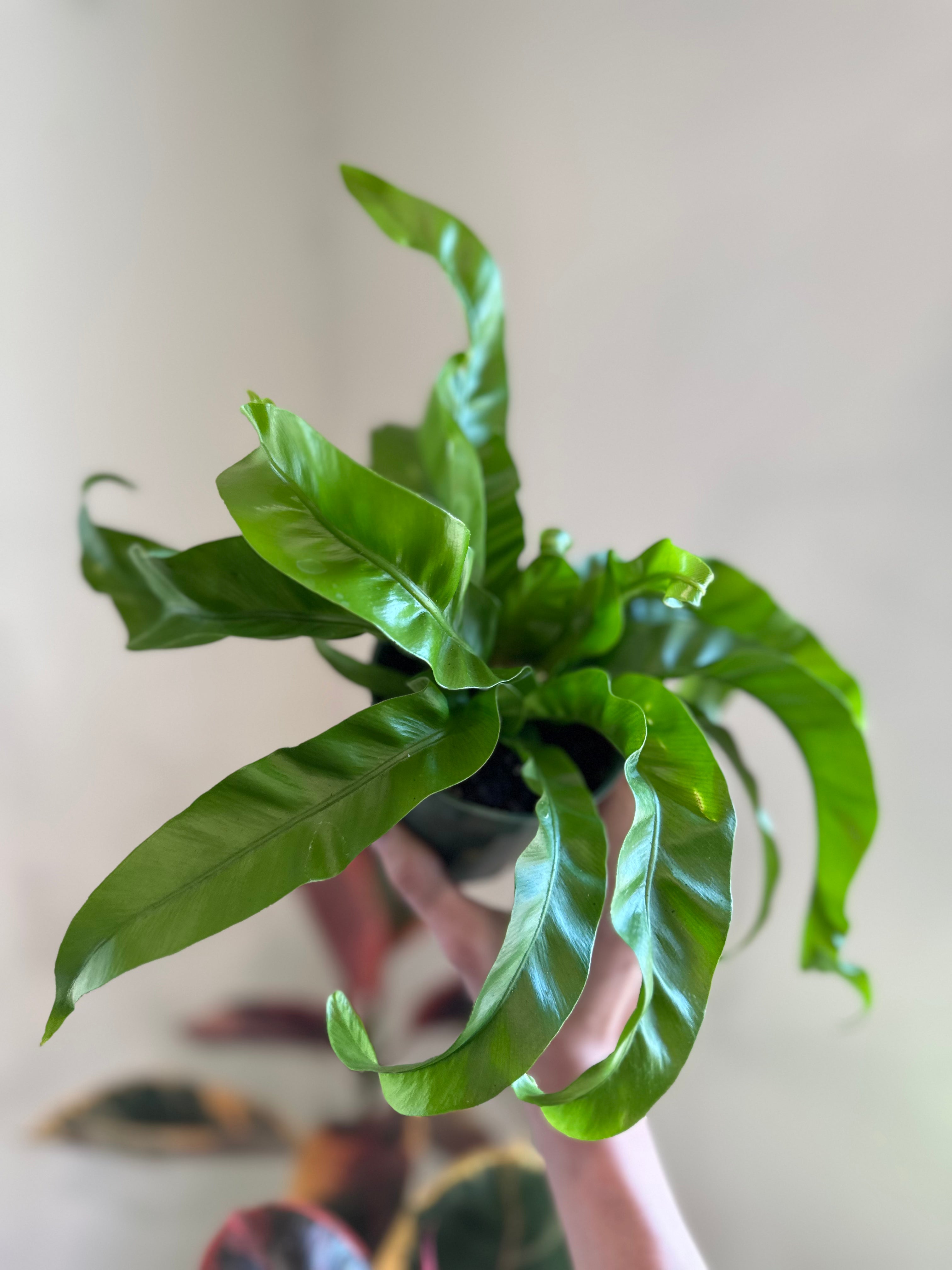 'Hurricane' Fern