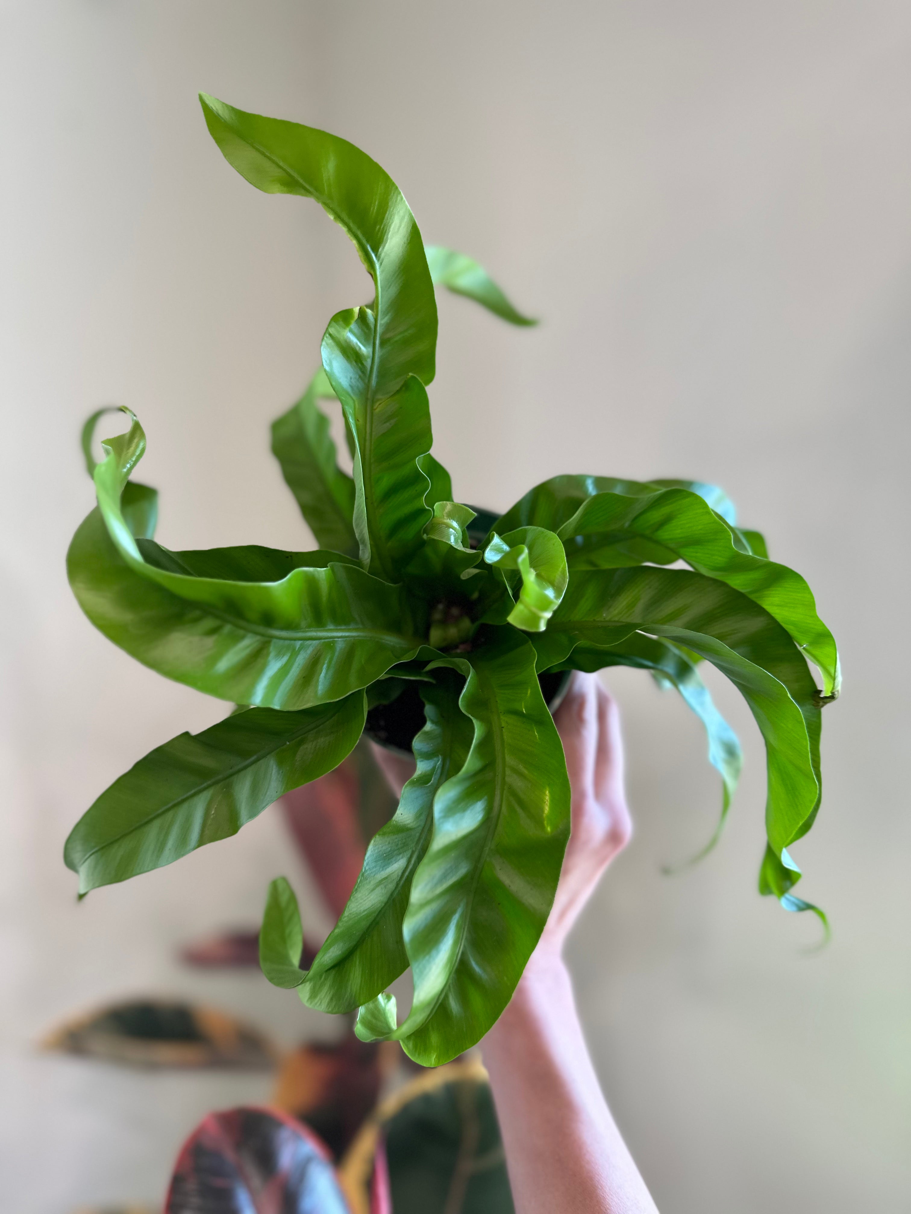 'Hurricane' Fern