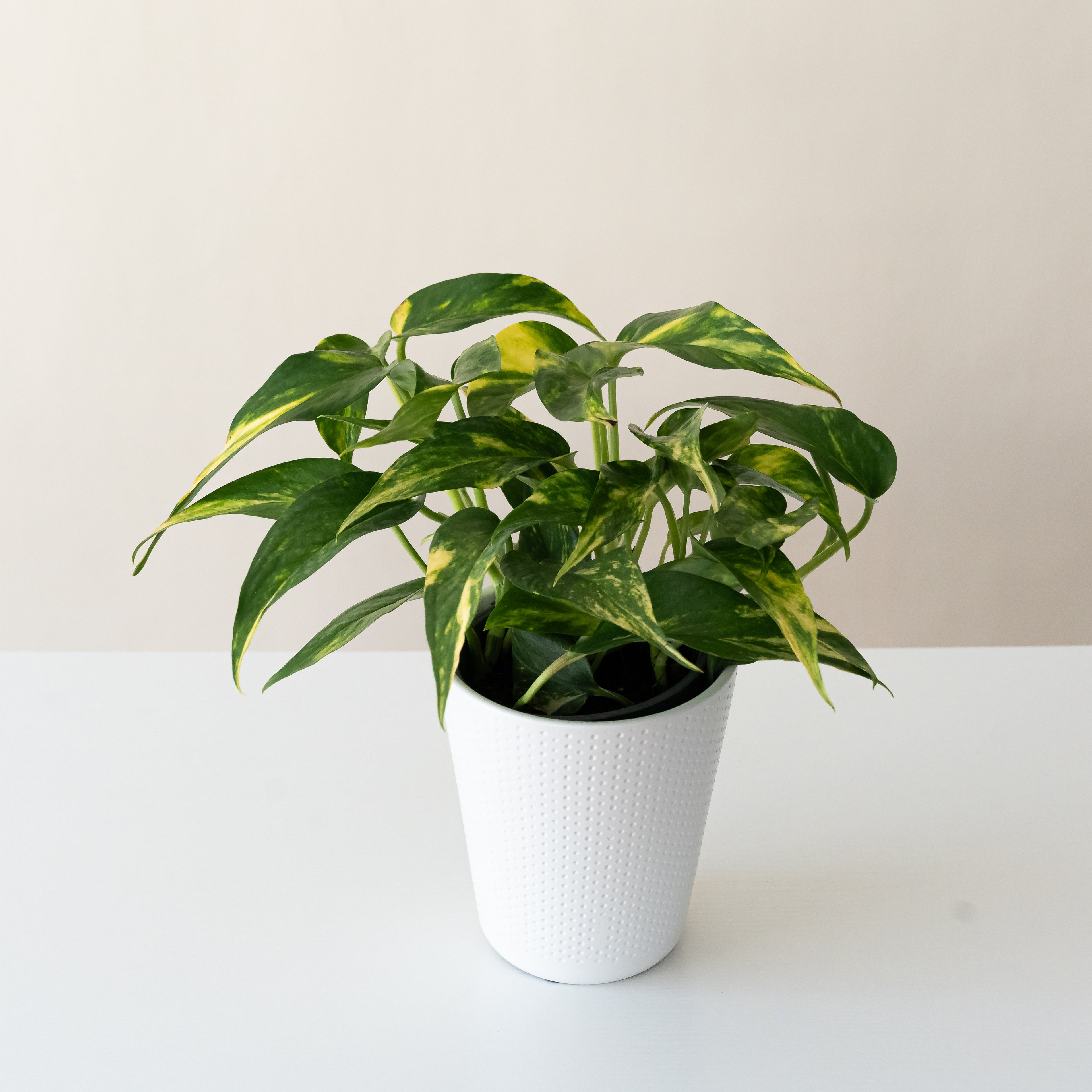BeautiFall® Golden Ray™